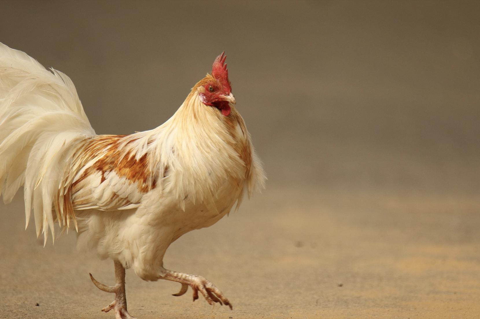 What the Chicken (and Your Burnout) Might Really Be Chasing