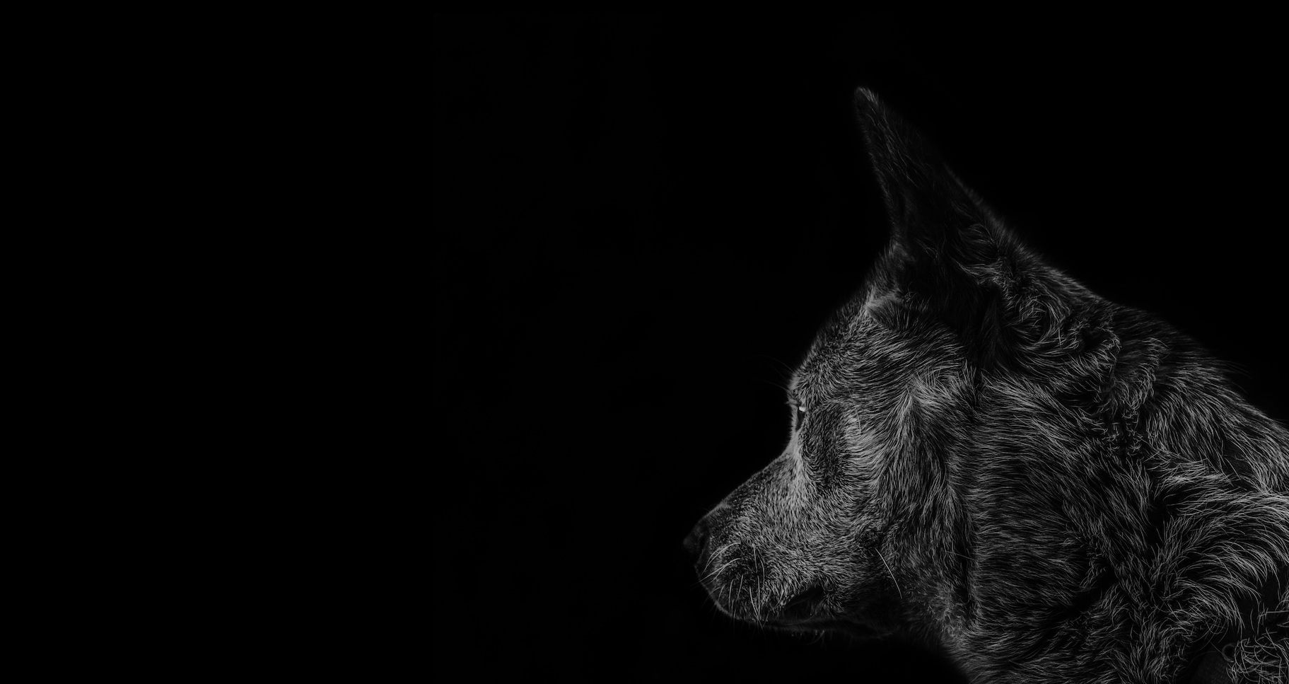The Sentiment Data That Cried Wolf