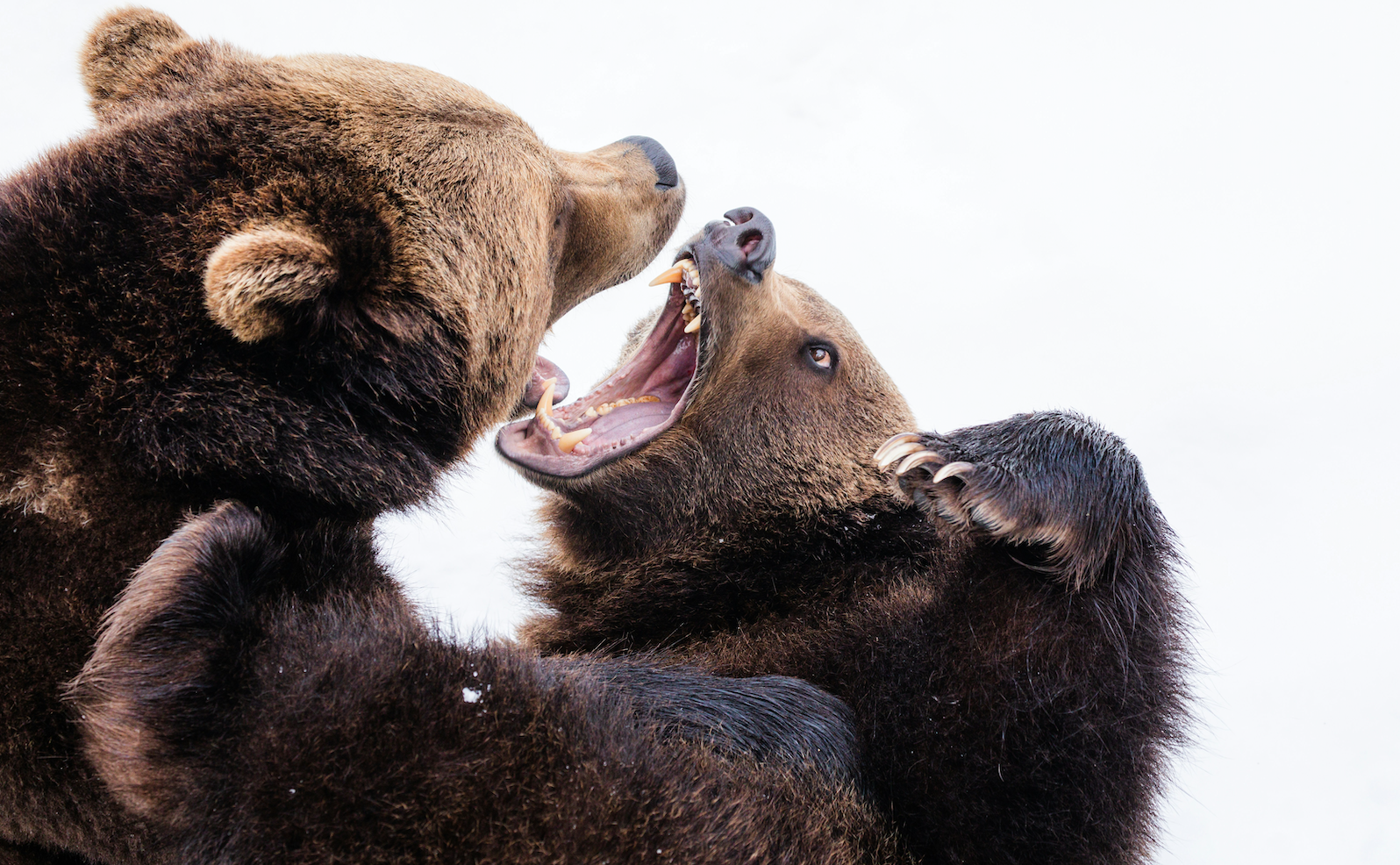 Bitcoin Bears Growl, but Bulls Are as Loud as Ever