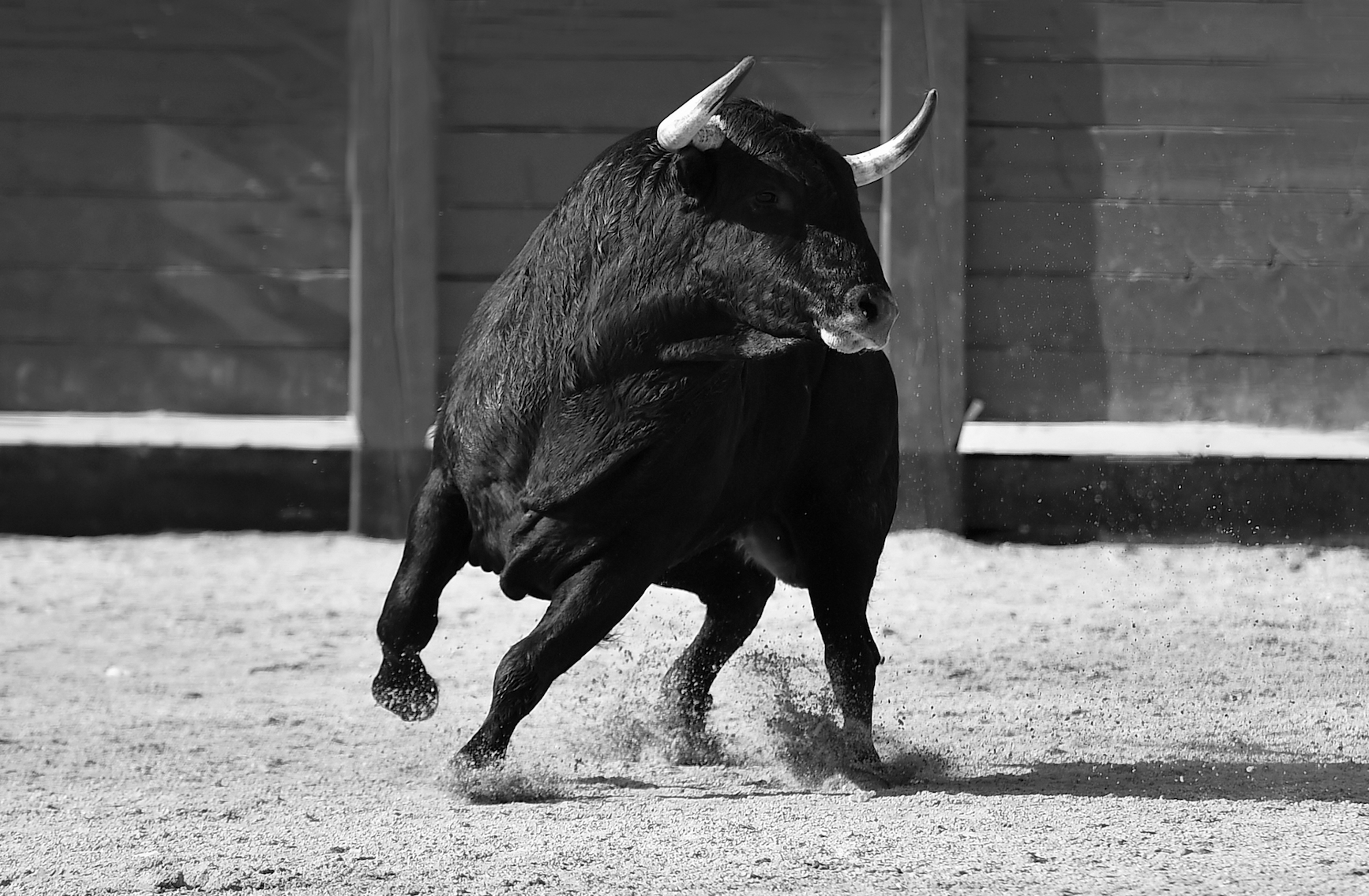 The Bull Market Is Alive and Well
