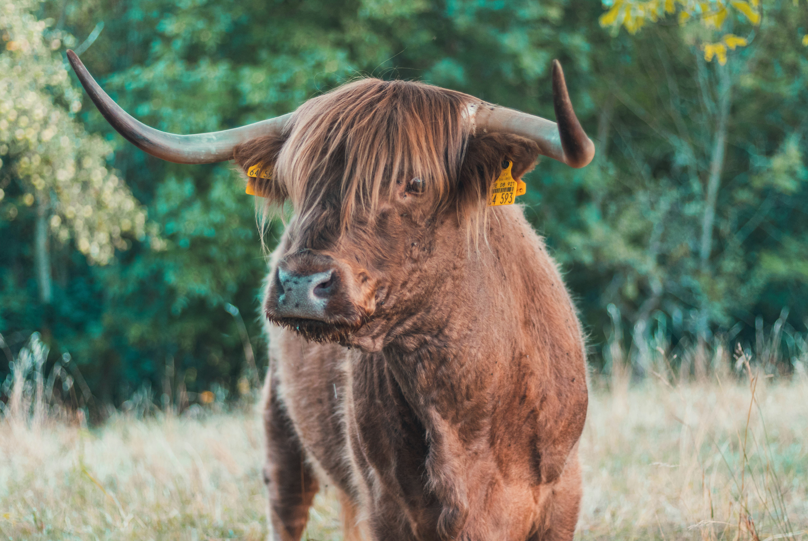 A Midlife Bull: The S&P 500’s Rally Is Older, Wiser, and Still Running Strong