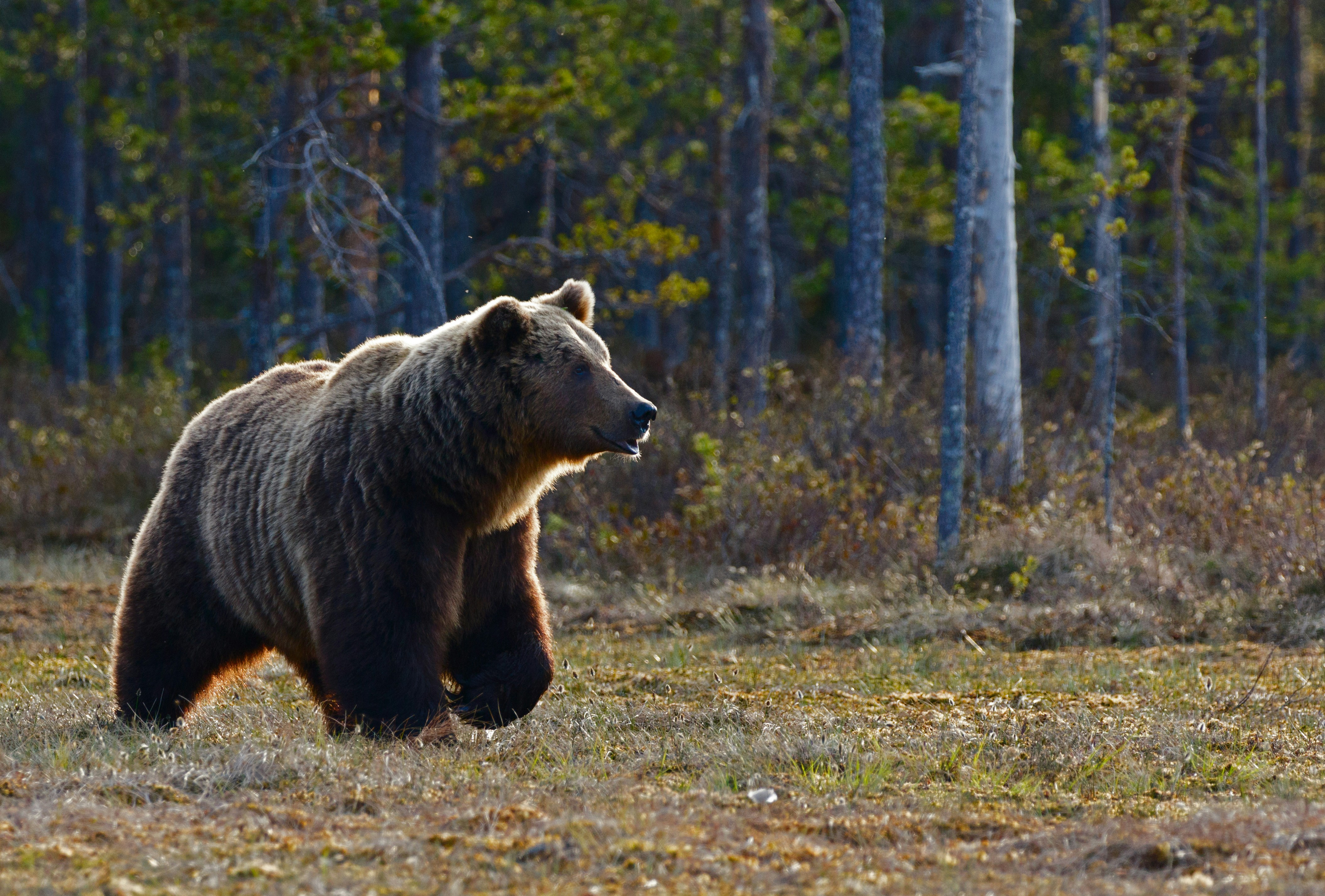 Dollar Bears Beware: What’s Fueling the Greenback’s Surprise Rebound
