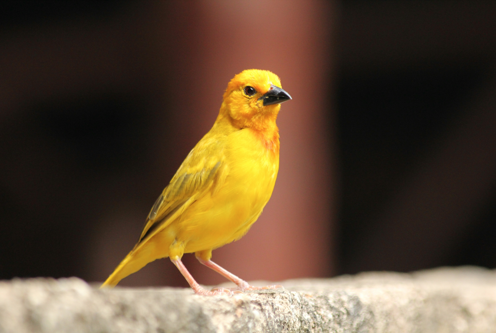 Canaries in the Coal Mine: What Employees Know Before Leaders Do