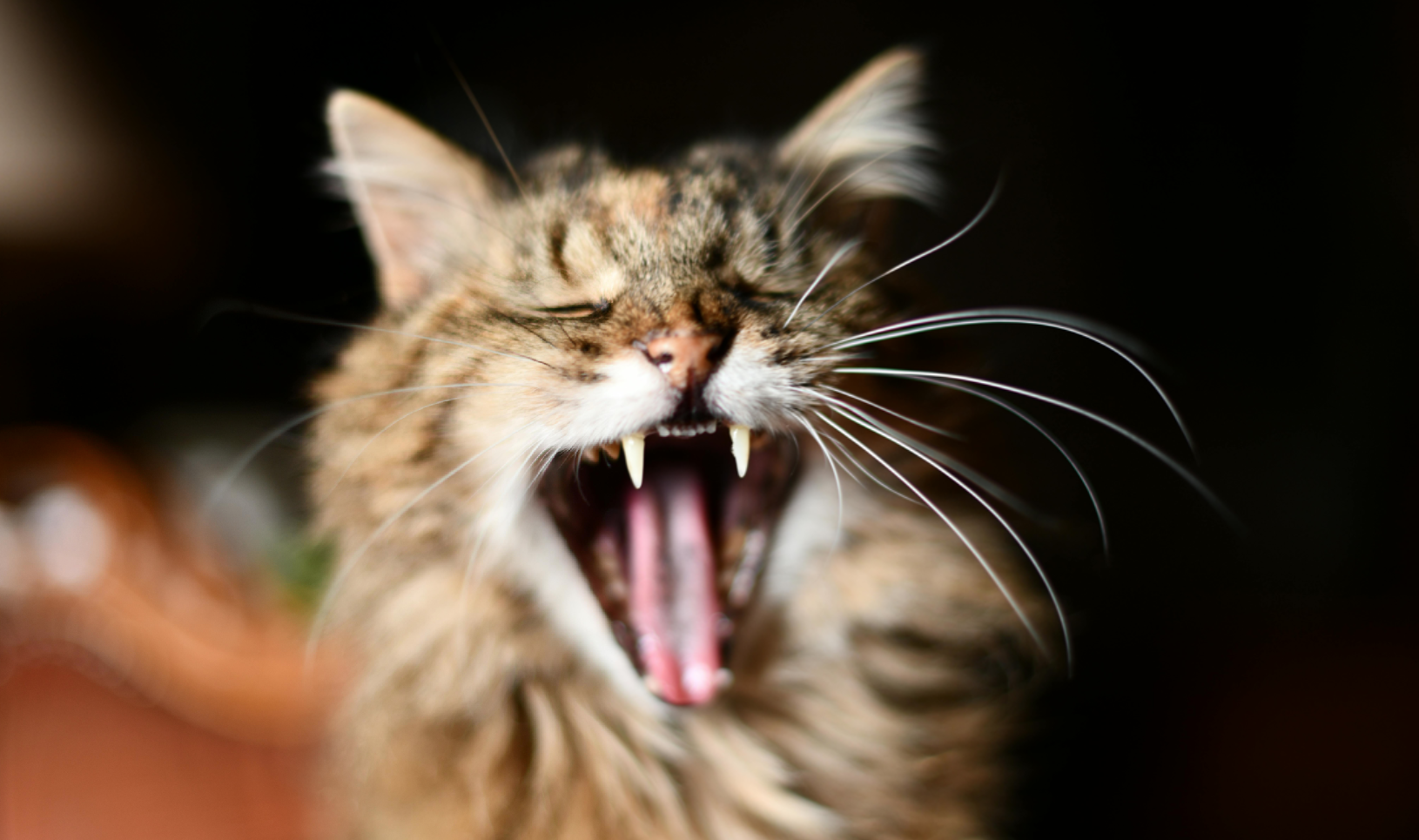 Some Brutal Roaring Kitty Math
