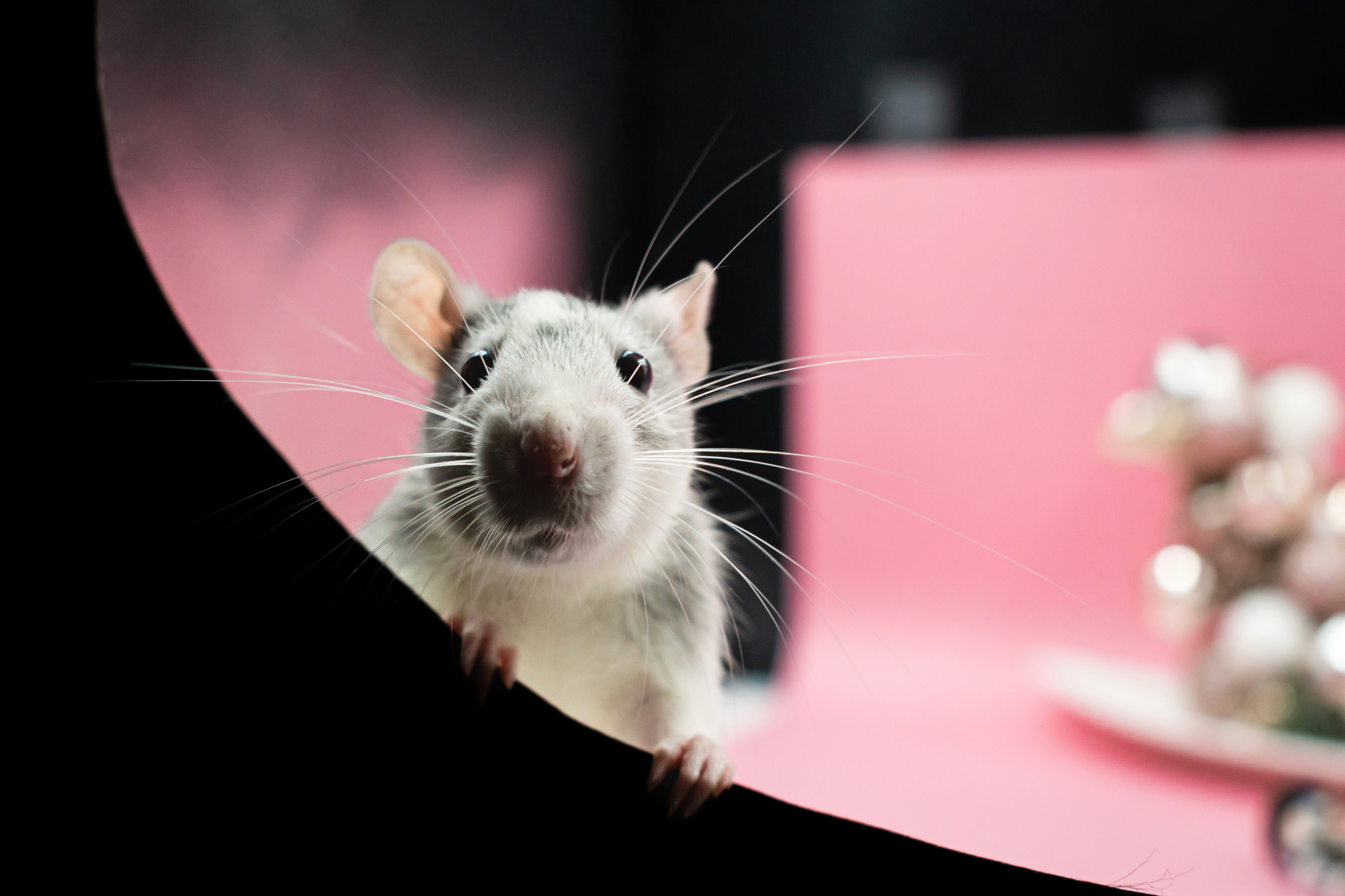 Could Animal Testing Be Hiding in Your Investment Portfolio?