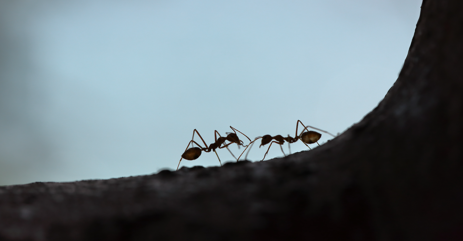 Why “ANTS” Stocks Will Dominate This Decade
