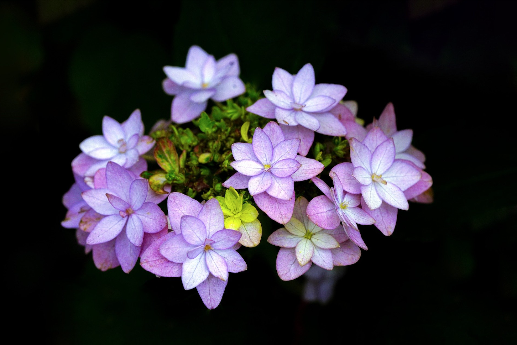 5 Steps to Building Powerful Centers of Influence