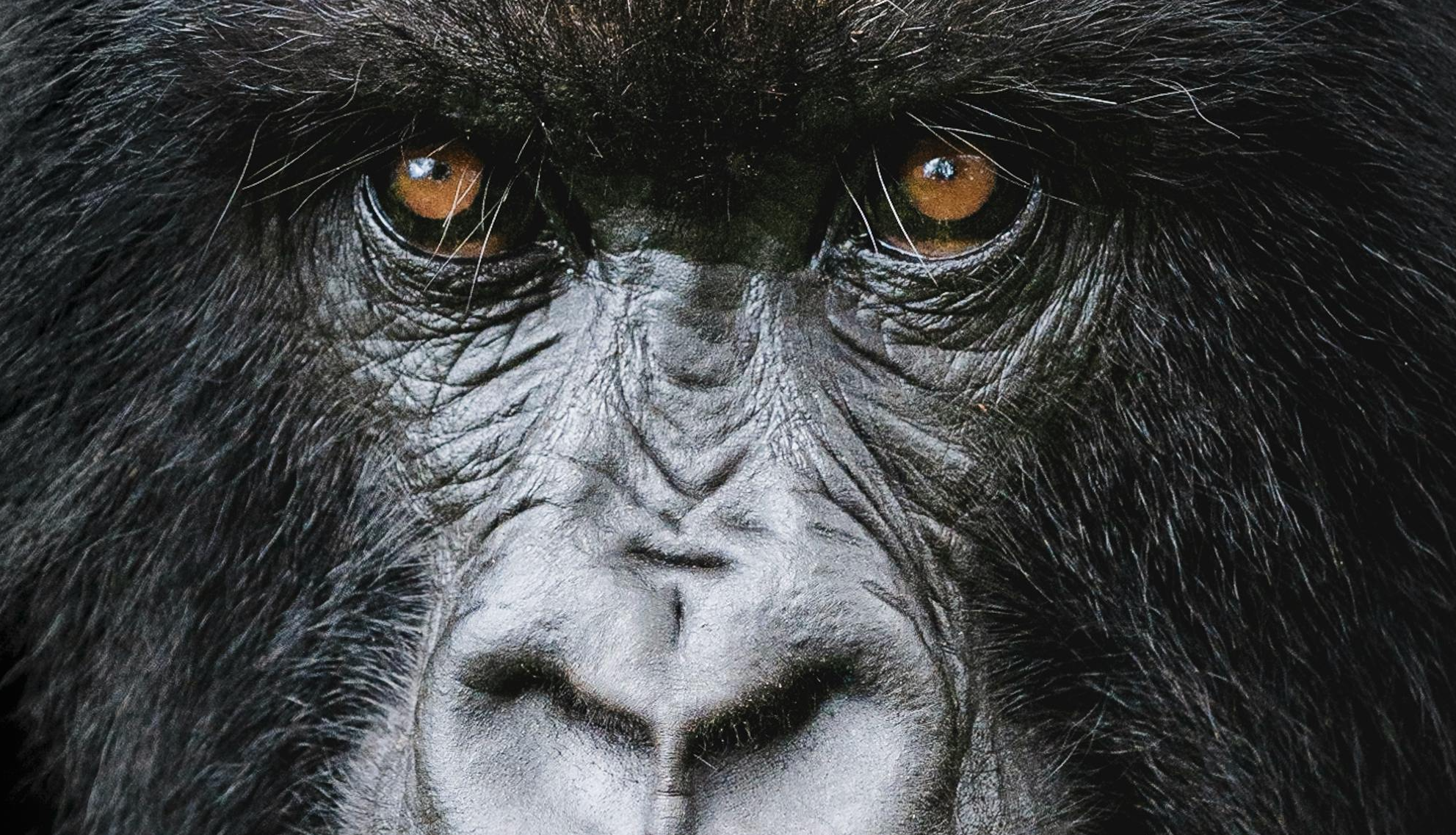 The 800-Pound Gorilla of Networking: Are You Leveraging It?