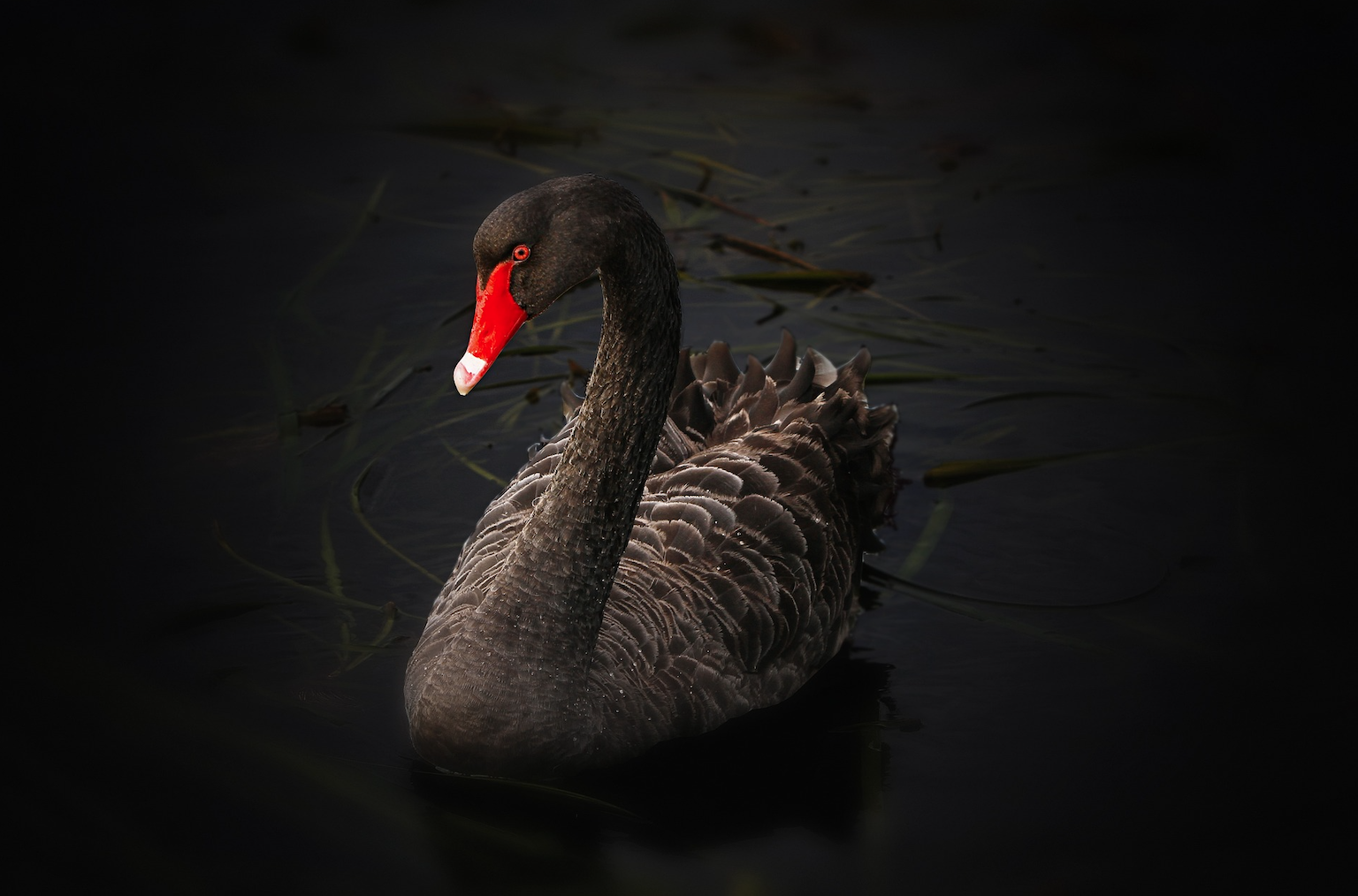 How to Spot and Steer Clear of Black Swan Events