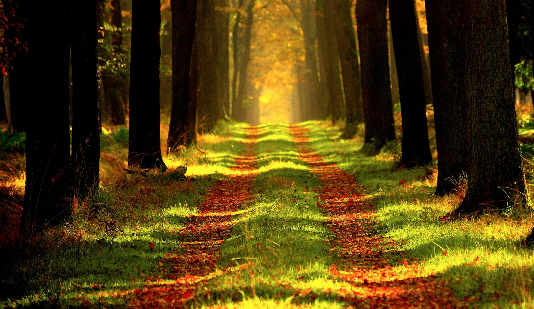 Ditch the Map: How Desire Paths Can Fast-Track Your Firm’s Success
