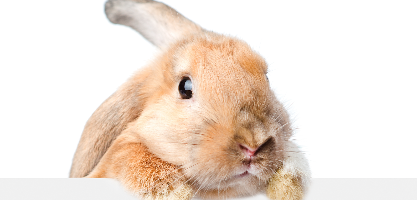 The Rabbit Is Out of the Hat