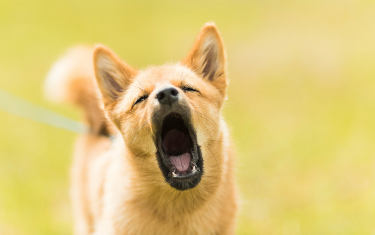 The Sentiment Bark Is Worse Than the Market’s Bite