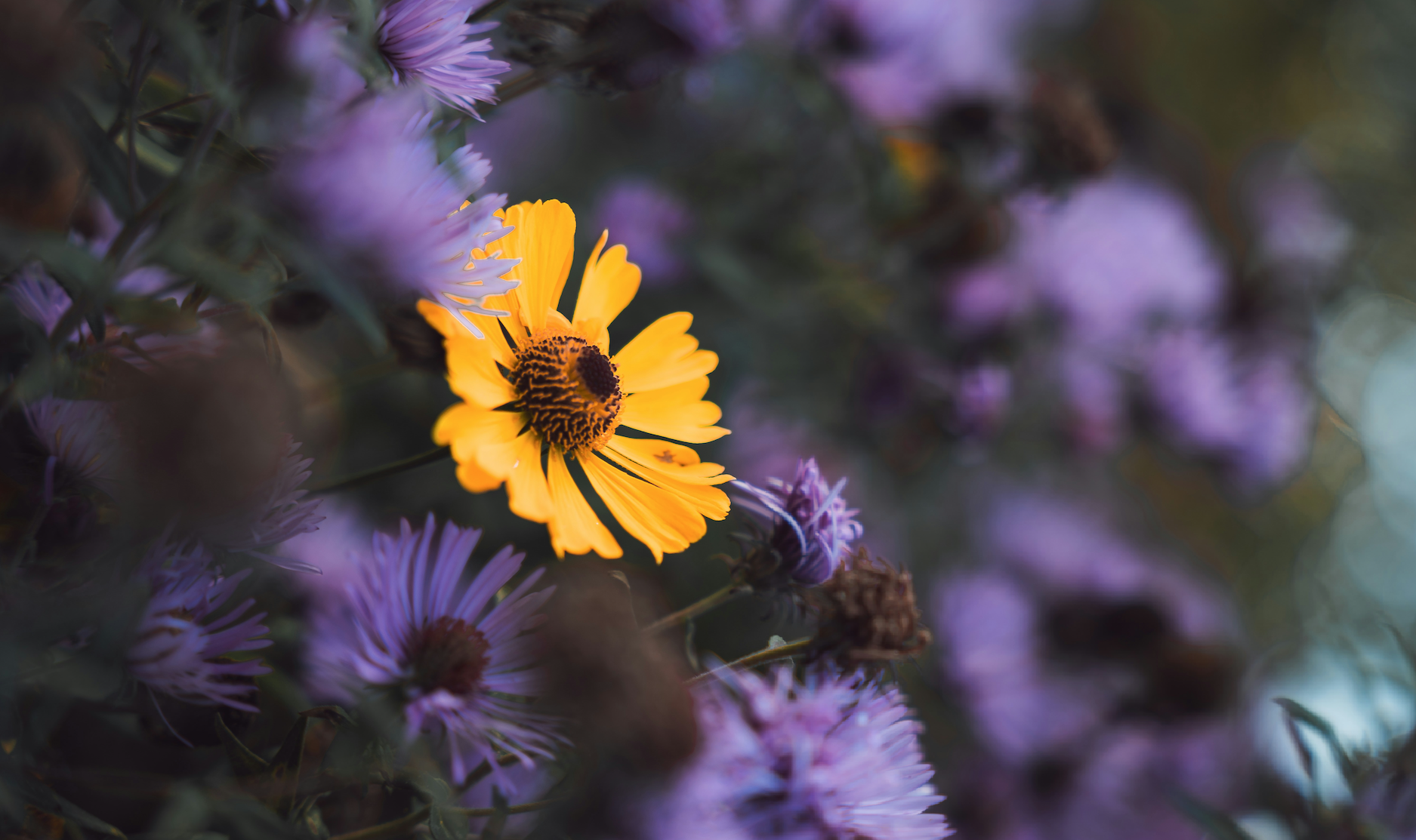 Be Different or Be Dead: The Strategy No Business Can Afford To Ignore