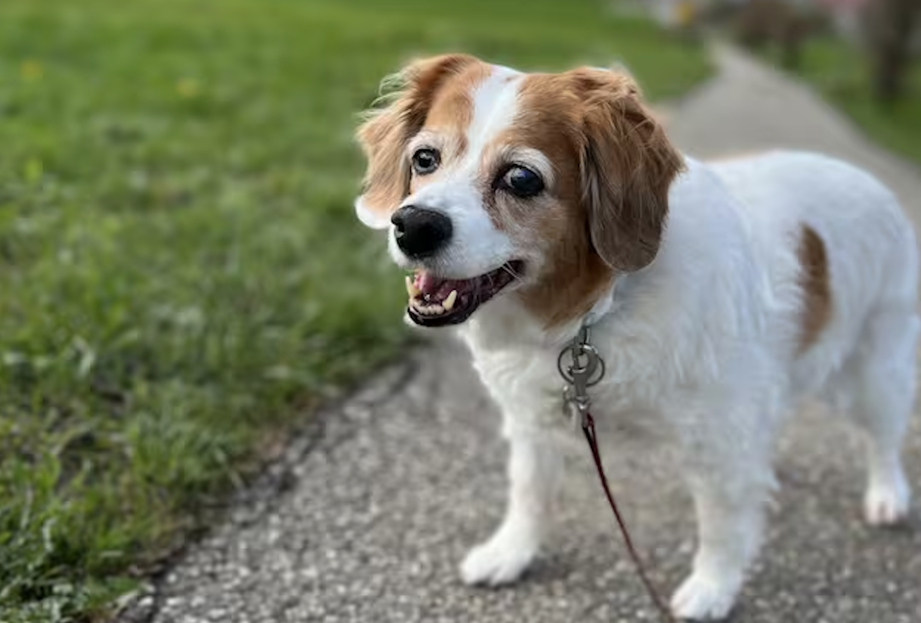 What a 20-Year-Old Rescue Dog Taught Me About Wealth, Business, and Resilience