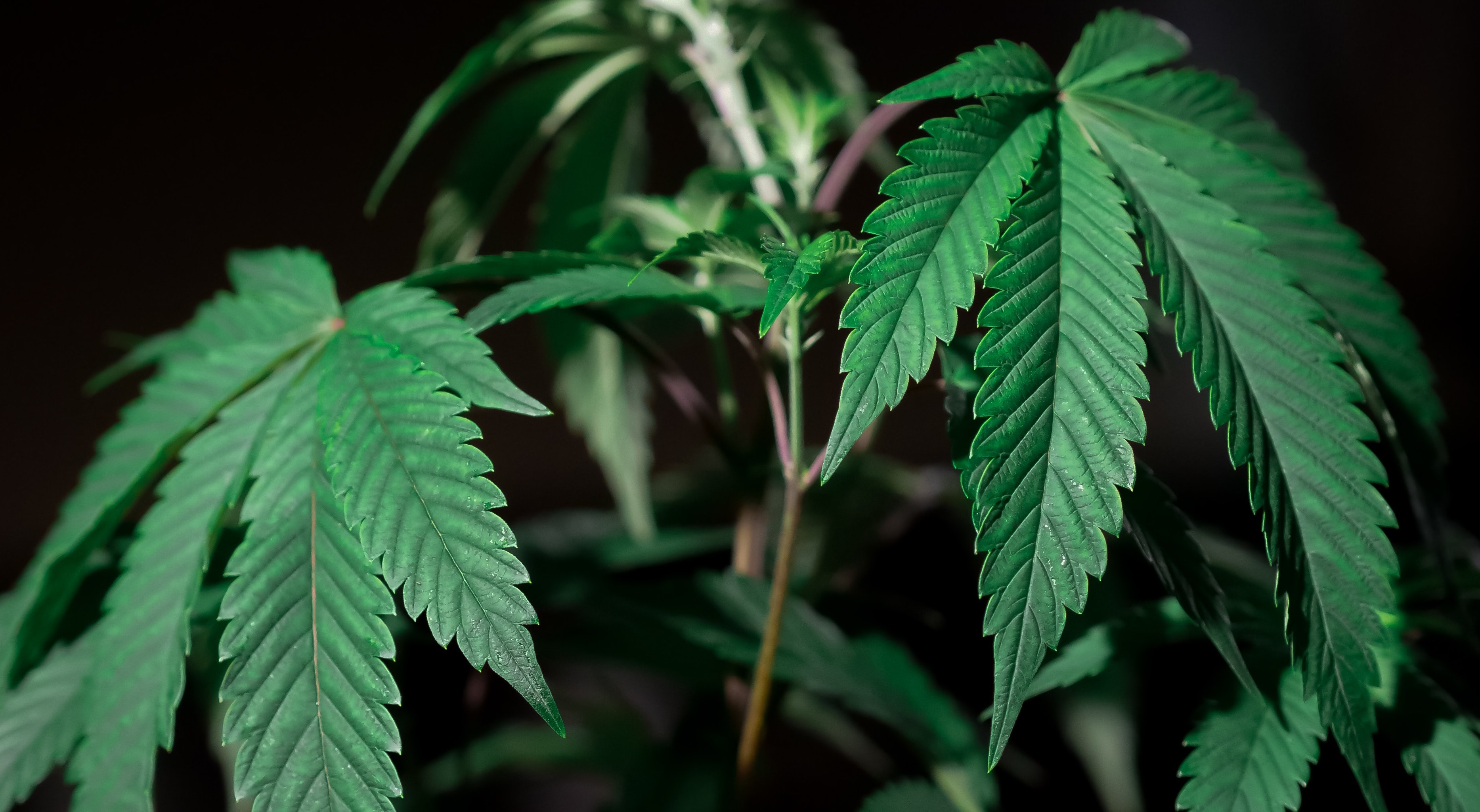 ACB vs. SNDL: Which Cannabis Stock Is a Better Buy?