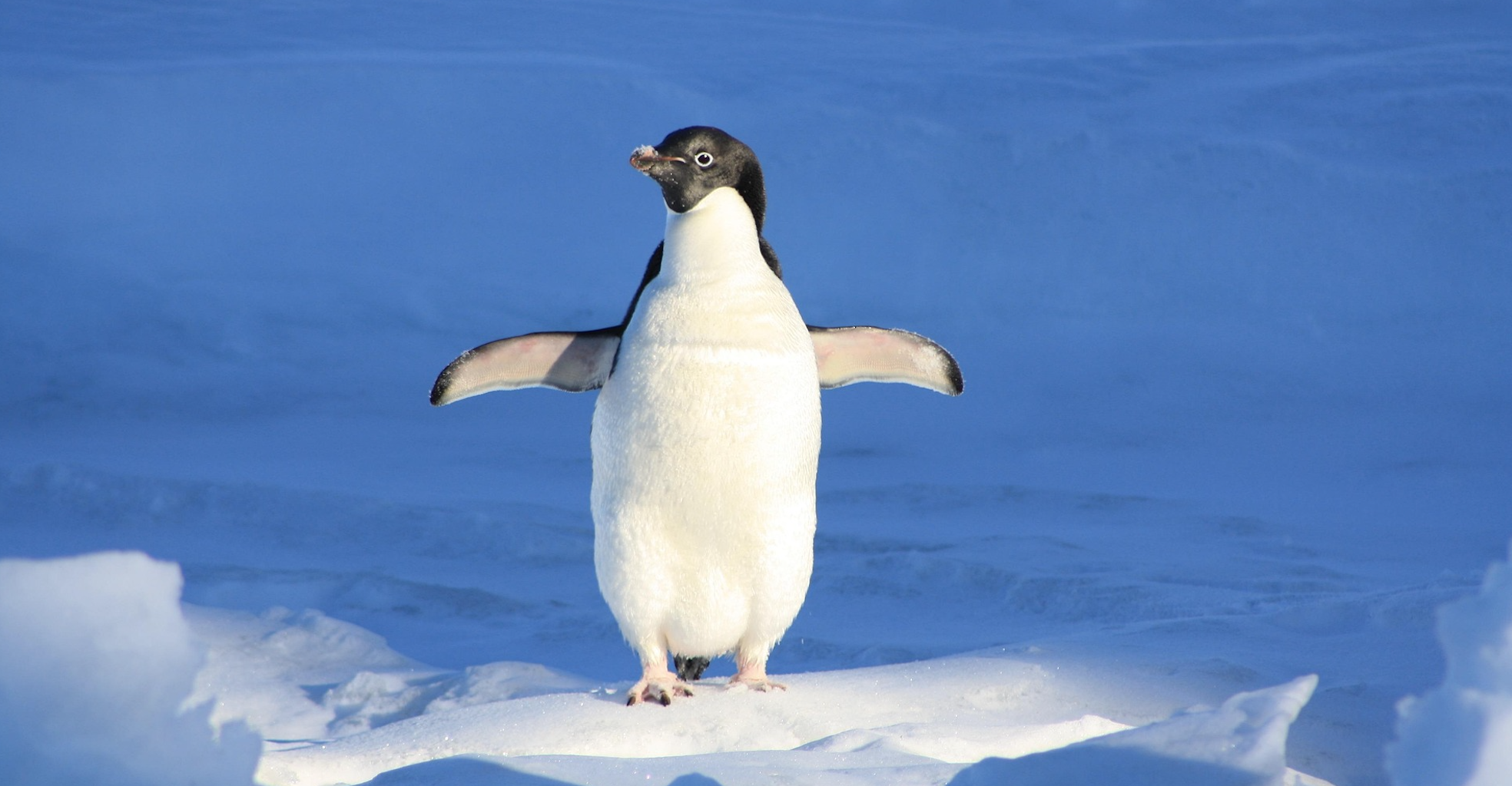 Inside the Pudgy Penguin ETF: The Most Unusual Investment of the Year?