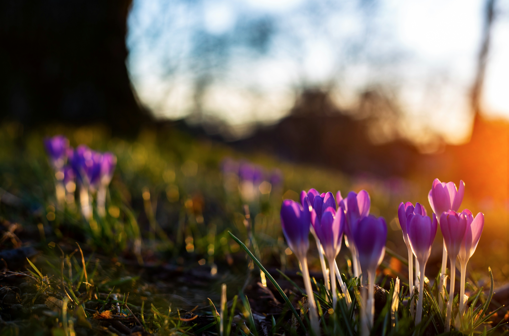 The Future of Organic Growth: How Data, Trust & Tech Are Rewriting Wealth Management
