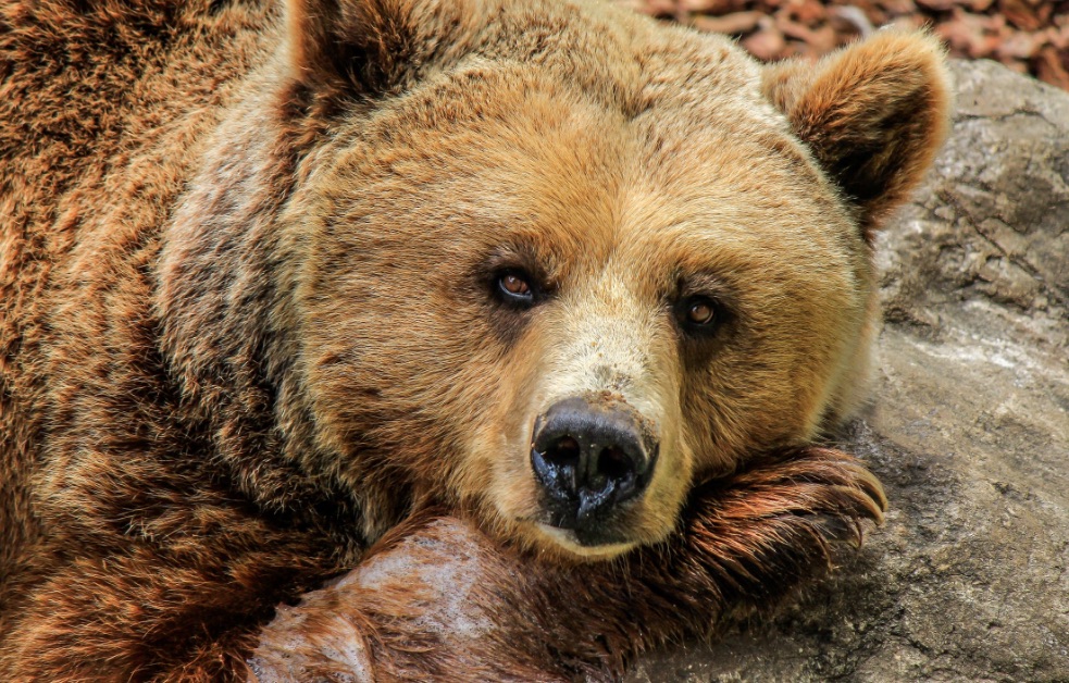 The Most Important Chart To Explain Why Bears Lose Money