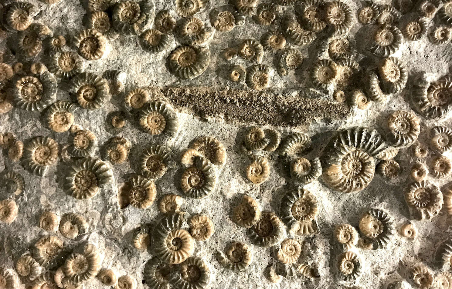 The Cambrian Explosion of AI