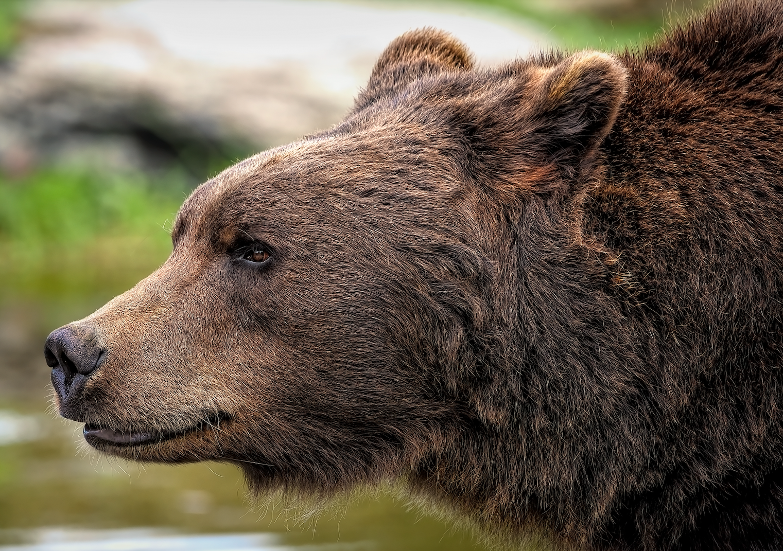 Bear Markets Aren’t the Enemy: Why Market Corrections Are Essential for Long-Term Wealth