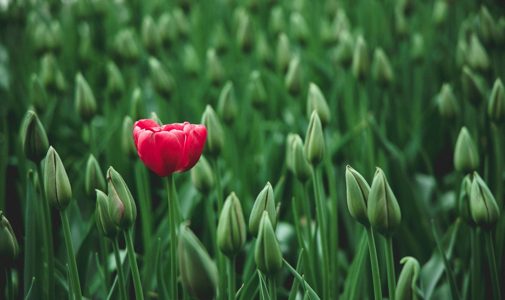 Why It’s Critical for a Business To Be Different