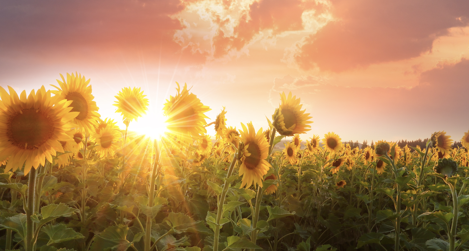 Managing the Seasons of Life with Regina Faison