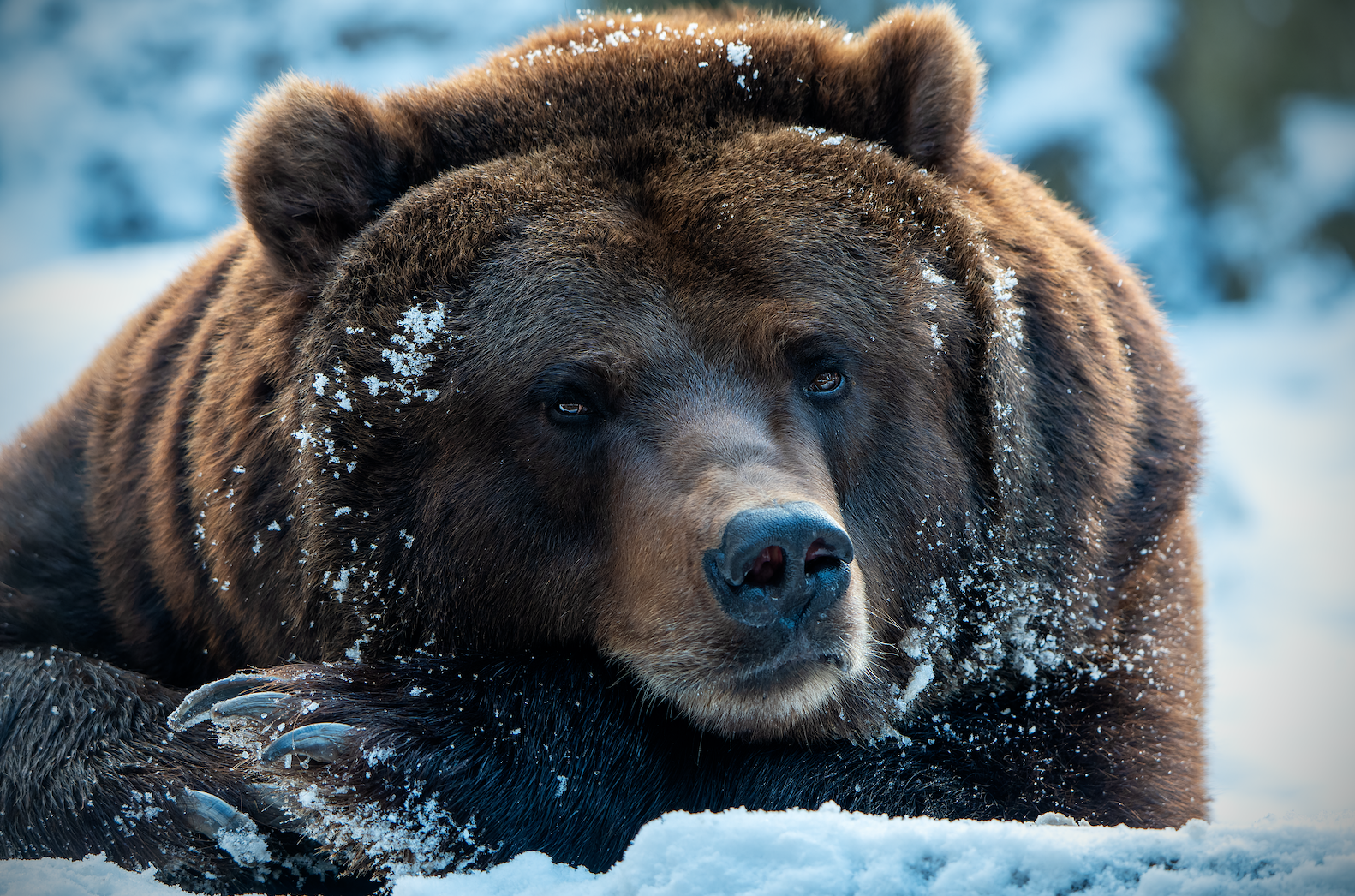 Master Leadership Under Pressure: Thriving in ‘The Bear Pit’
