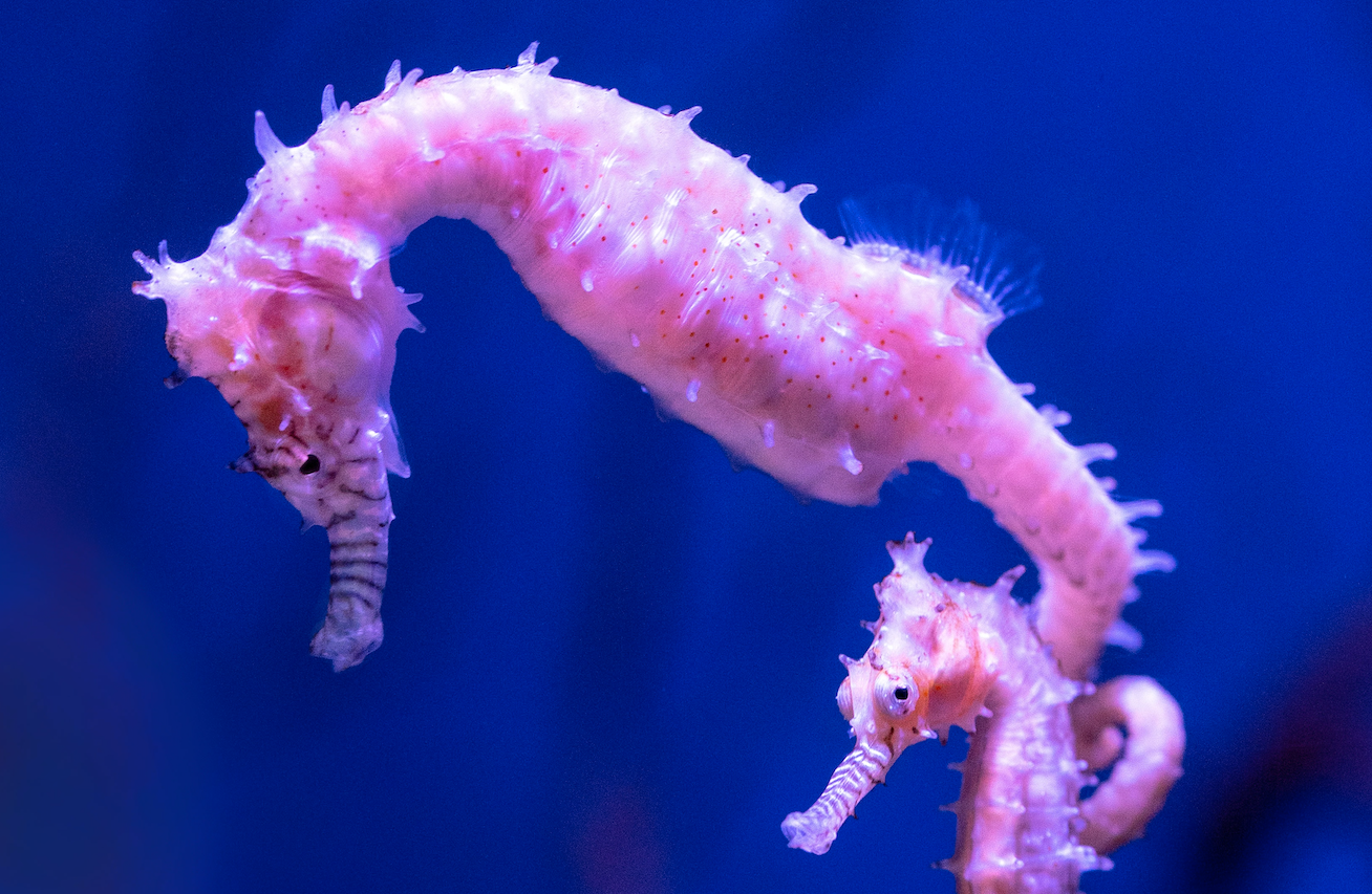 Why Not Have a SEAHORSE Mindset?