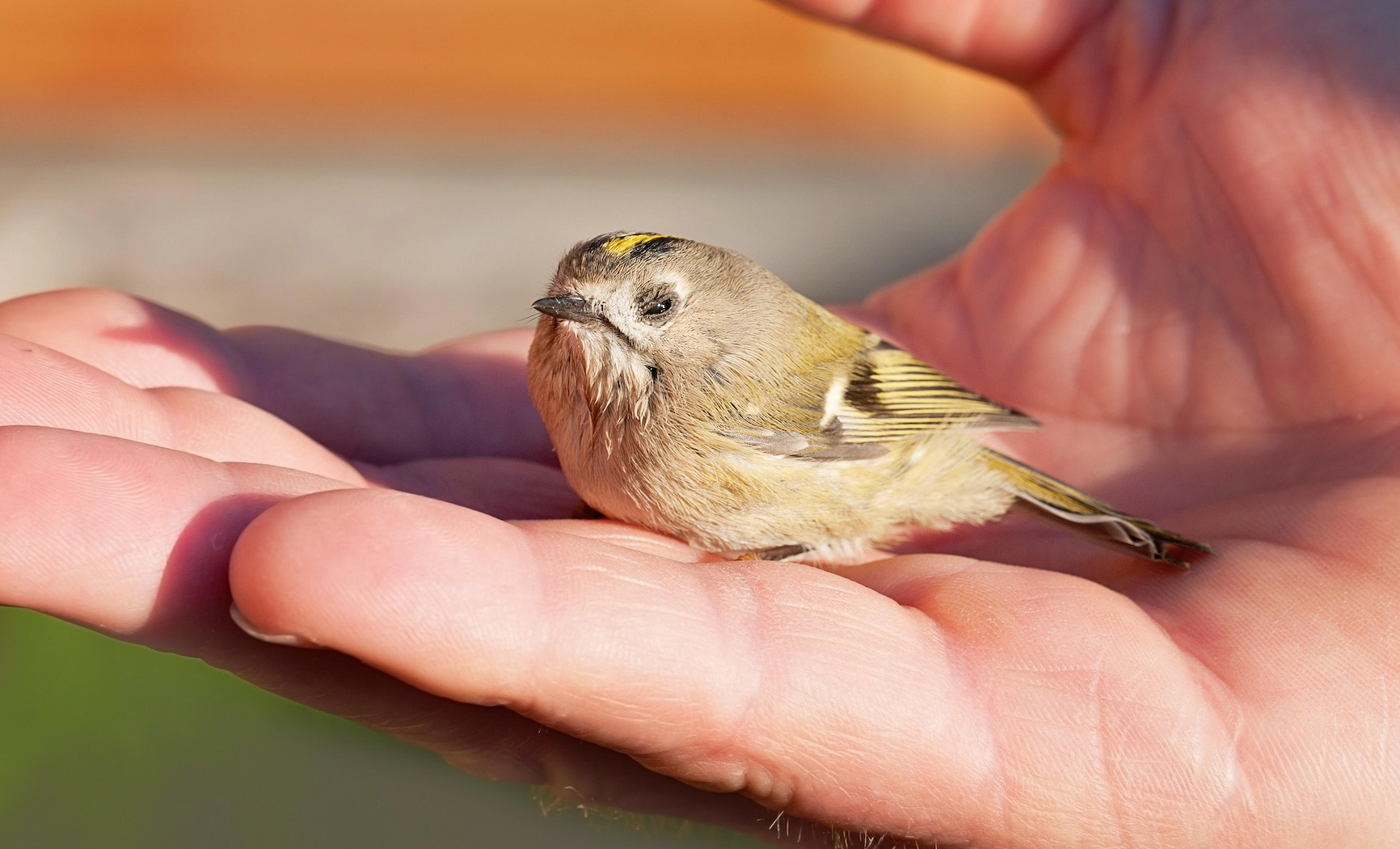 Covered Calls: Is the “Bird in Hand” Strategy Costing You Bigger Gains?