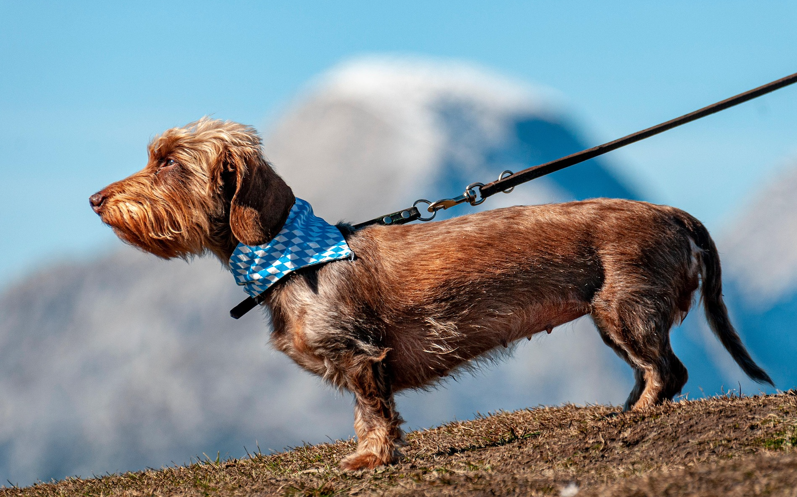 How "Dog Collars" Are Protecting My Portfolio in This Wild Market