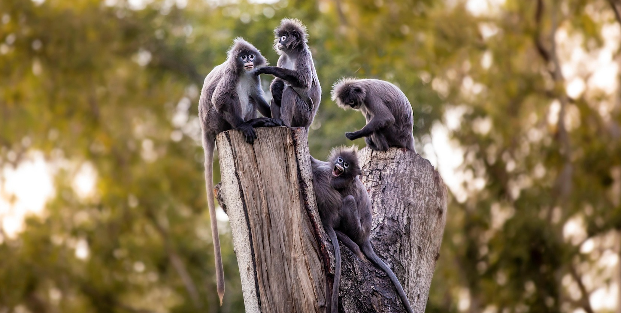 Animal Spirits Are Back—and That’s a Warning, Not a Bull Signal