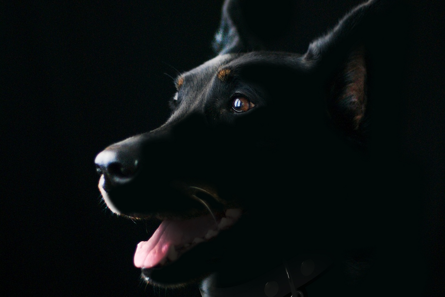 Are Investors Pavlov’s Dogs? Why ‘Buy the Dip’ Might Fail This Time