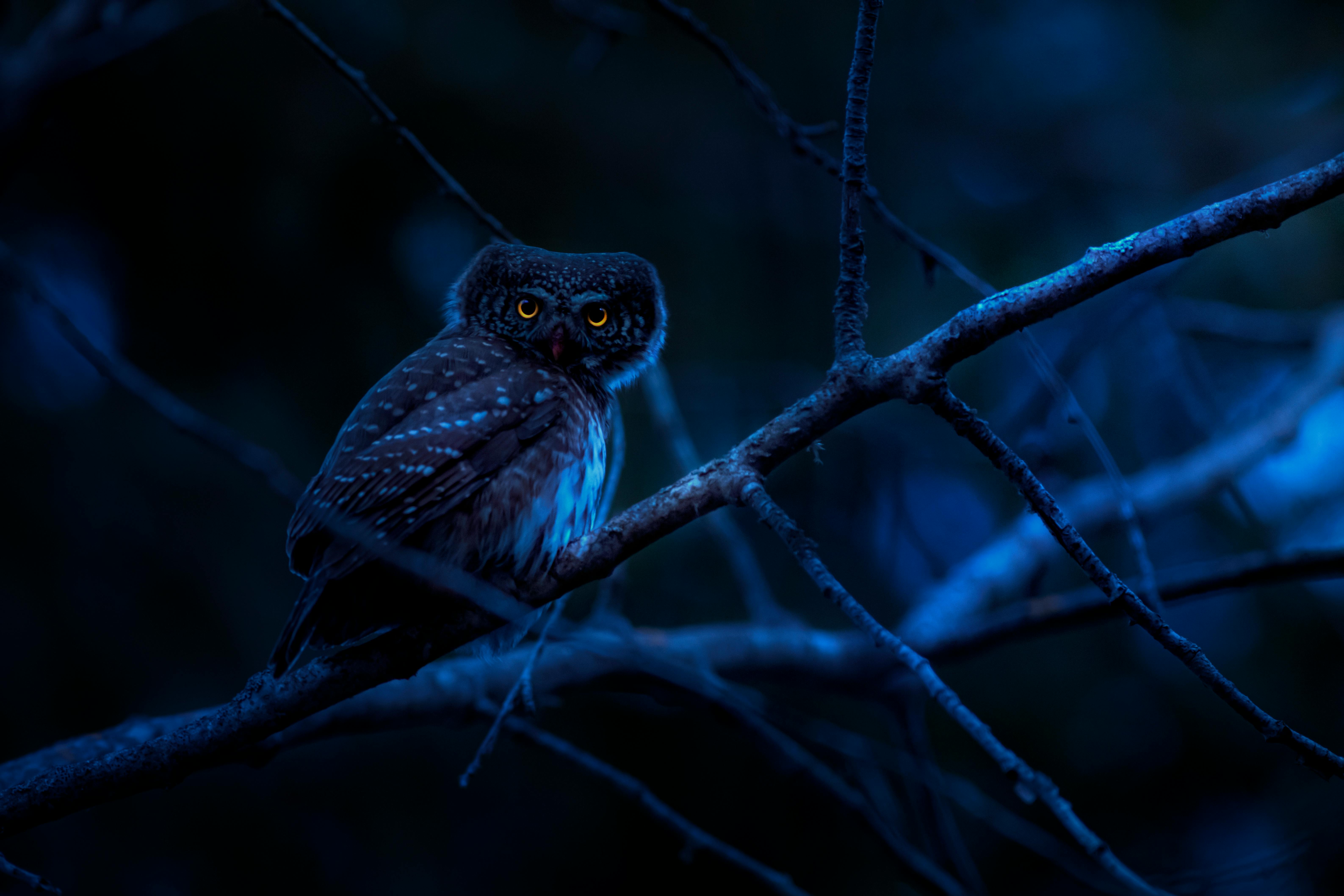 Amid Blue Owl Disaster, Advisors Still Bullish on Private Markets