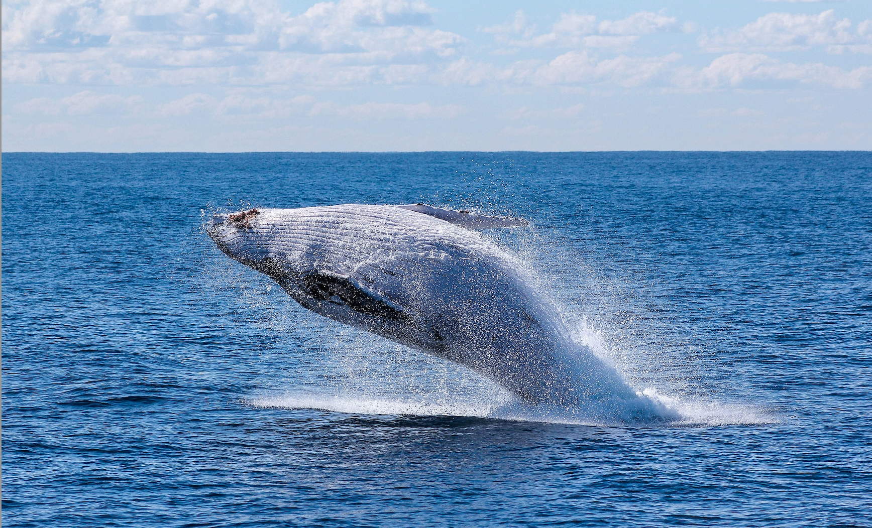 What if Whale Clients Could Be a Good Addition to Your Business Right Now?