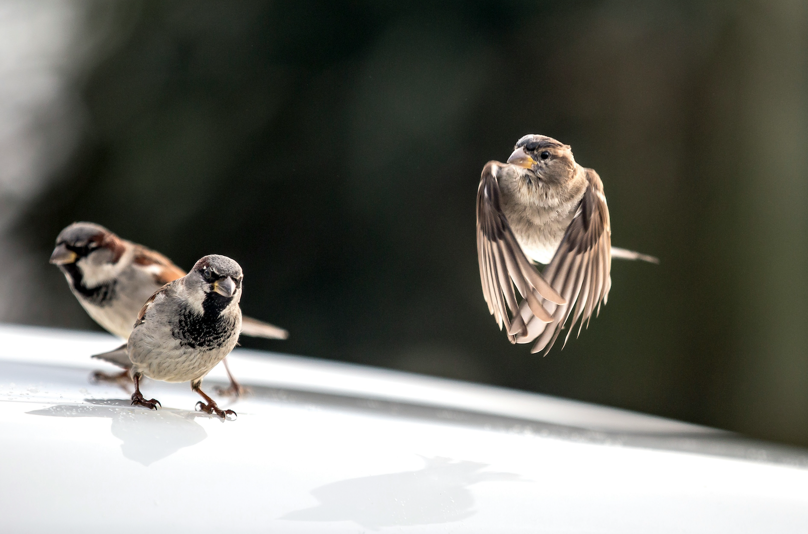 Can You ‘Fly Away’ From Negativity? Lessons on Growth, Mindset, and Momentum