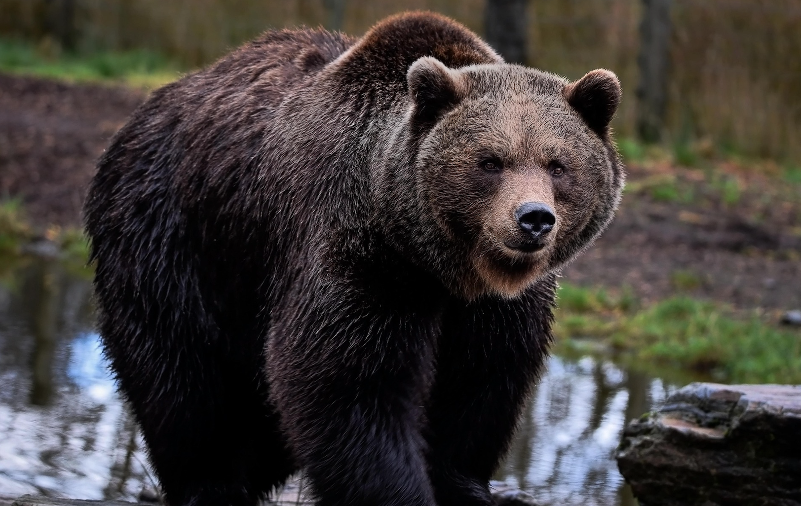 Are You the Dancing Bear in Your Sales Process?
