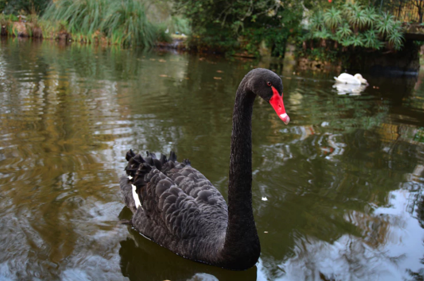 The "Black Swan" Author Issued a Powerful Warning About Global Debt