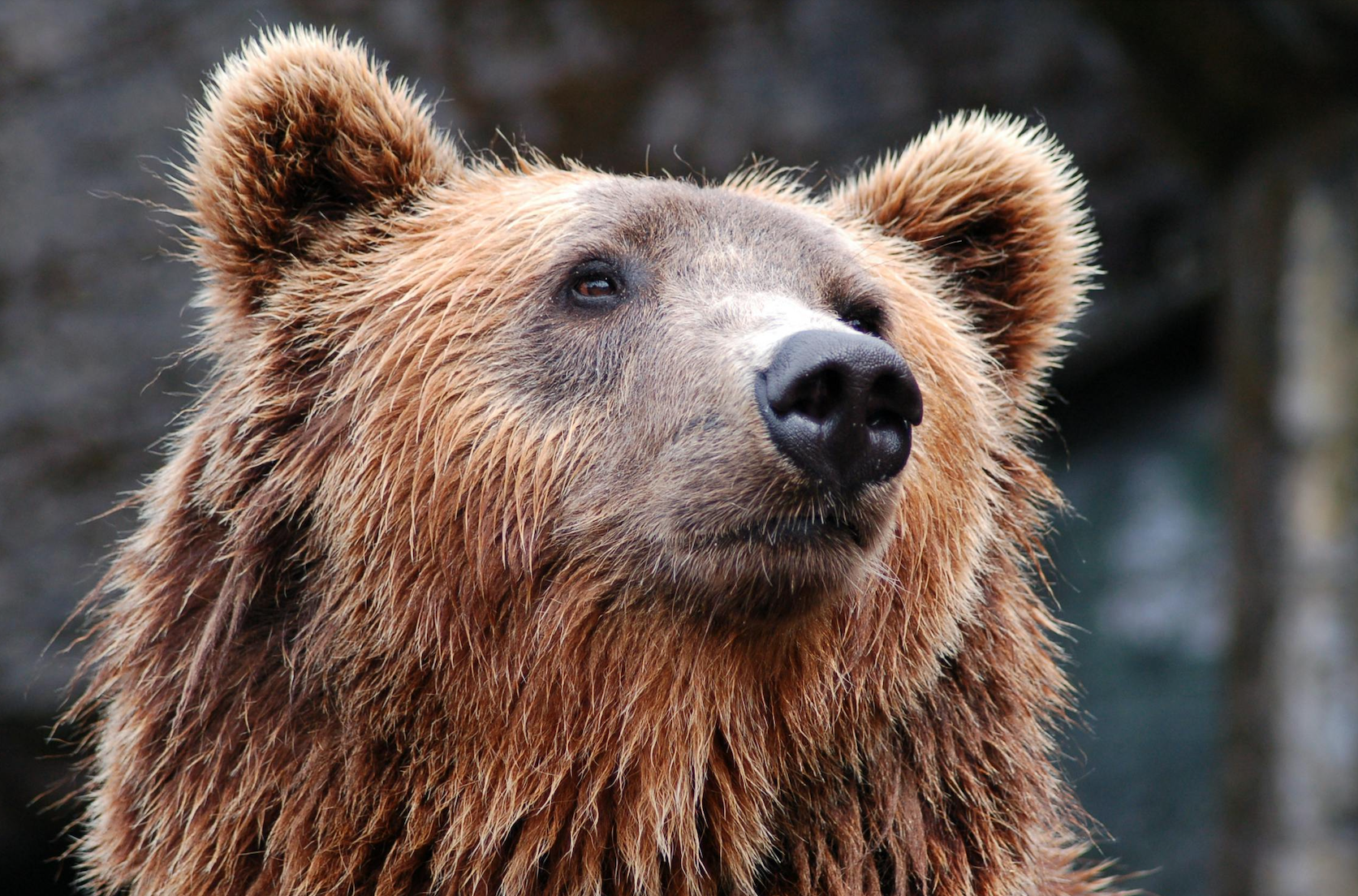 Why the Bears Might Be Wrong: Signs of a Mid-Cycle Economic Rebound