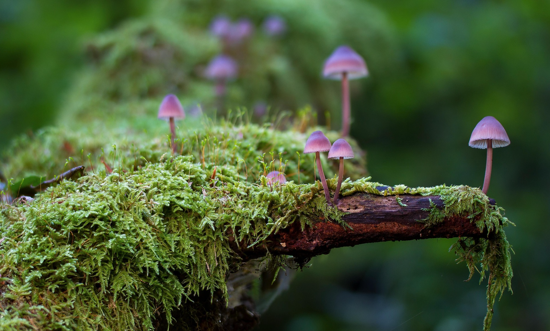 RIAs and the Organic Growth Dilemma: What Works Now
