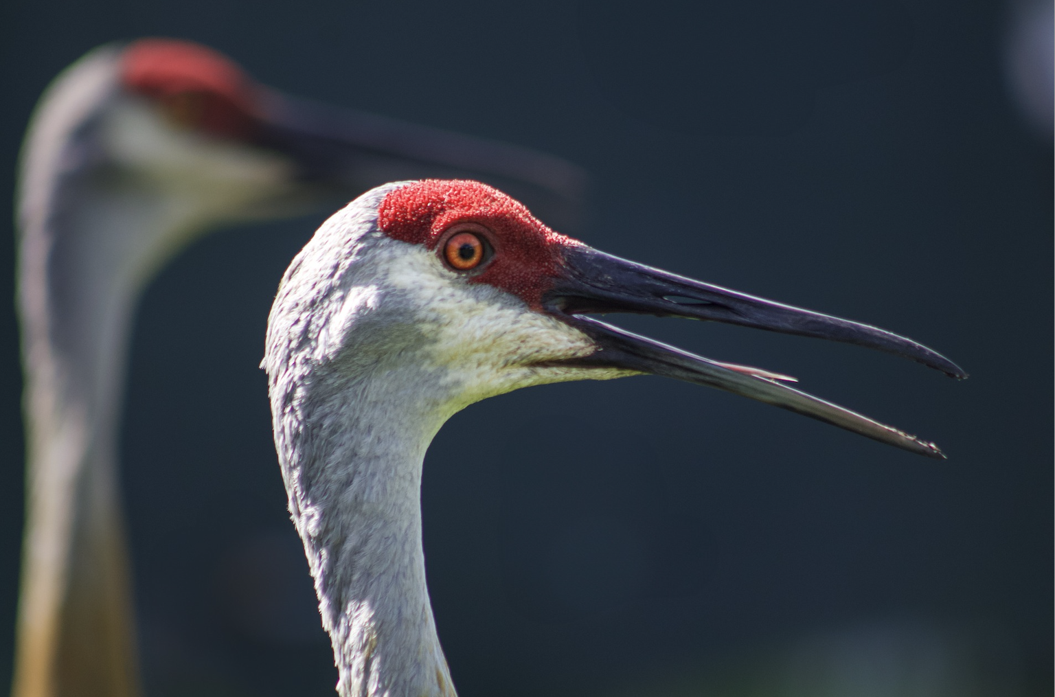 The Sandhill Crane Strategy: A New Blueprint for Long-Term Resilience