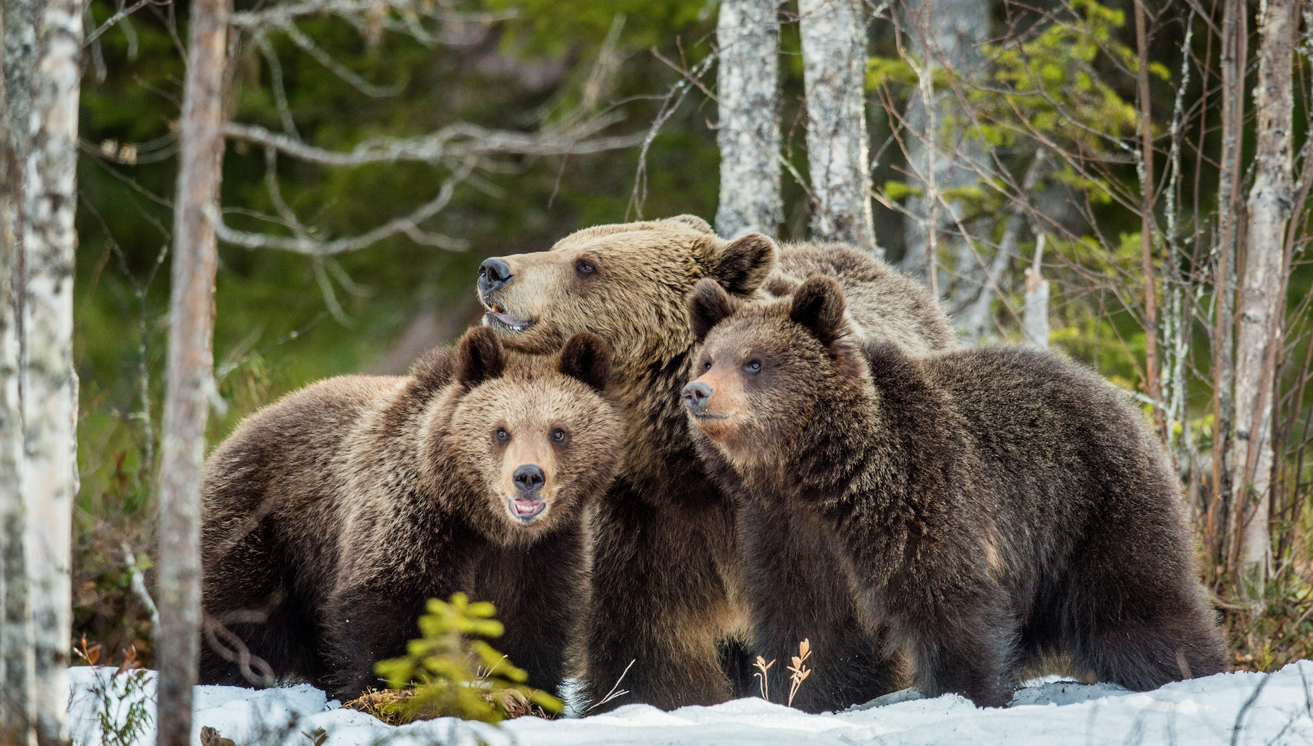 How To Thrive in a Market Where Bulls and Bears Could Both Be Right