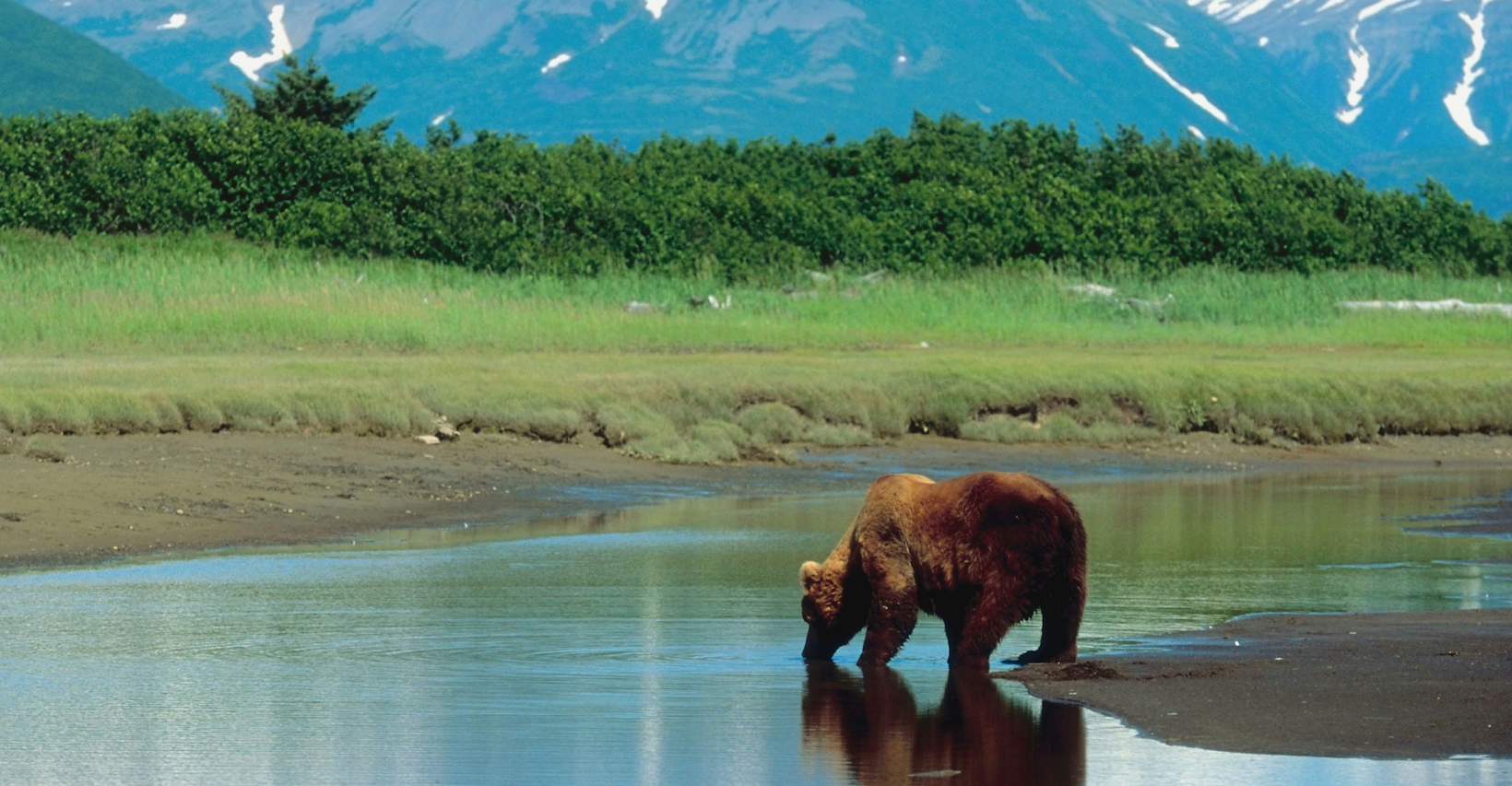 Bears Are An Endangered Species