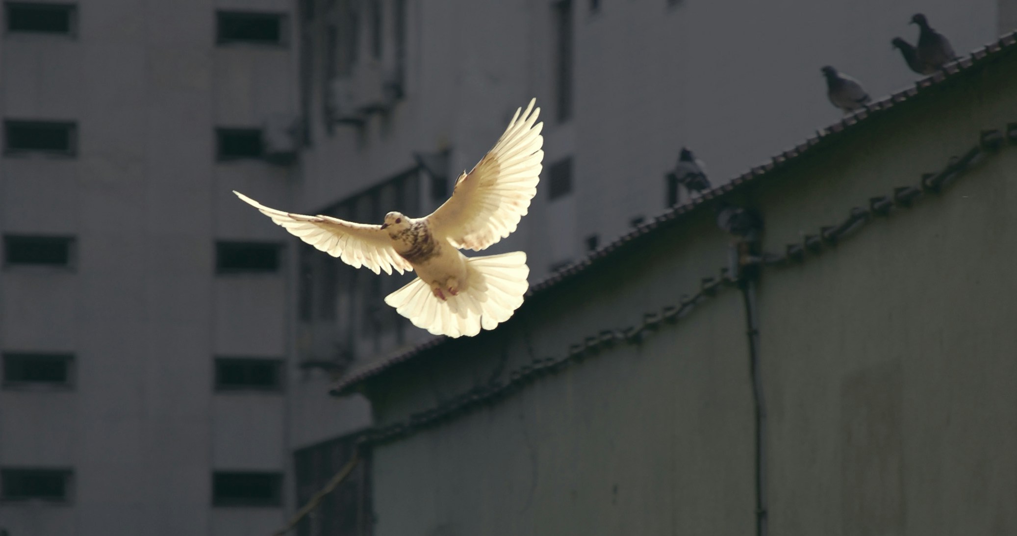 Peace Talk Headlines, Oil Shocks, and a Market That Refuses To Care