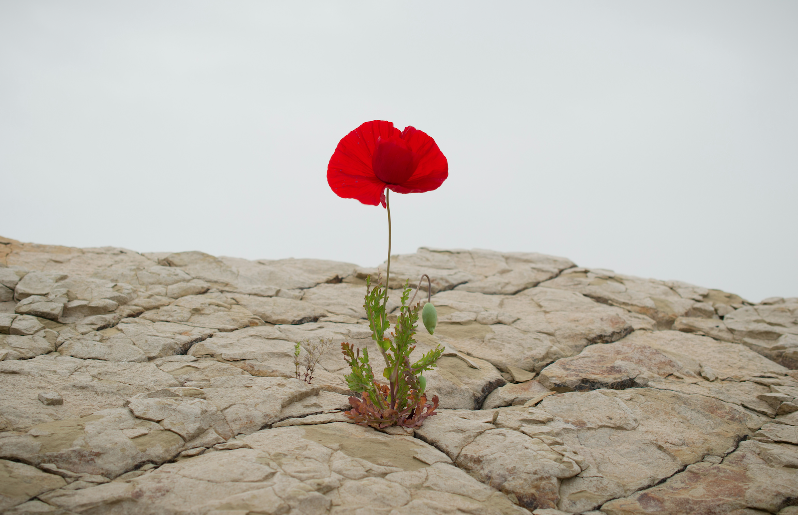 After a Lost Year for Quality, Resilience Is Back on the Table