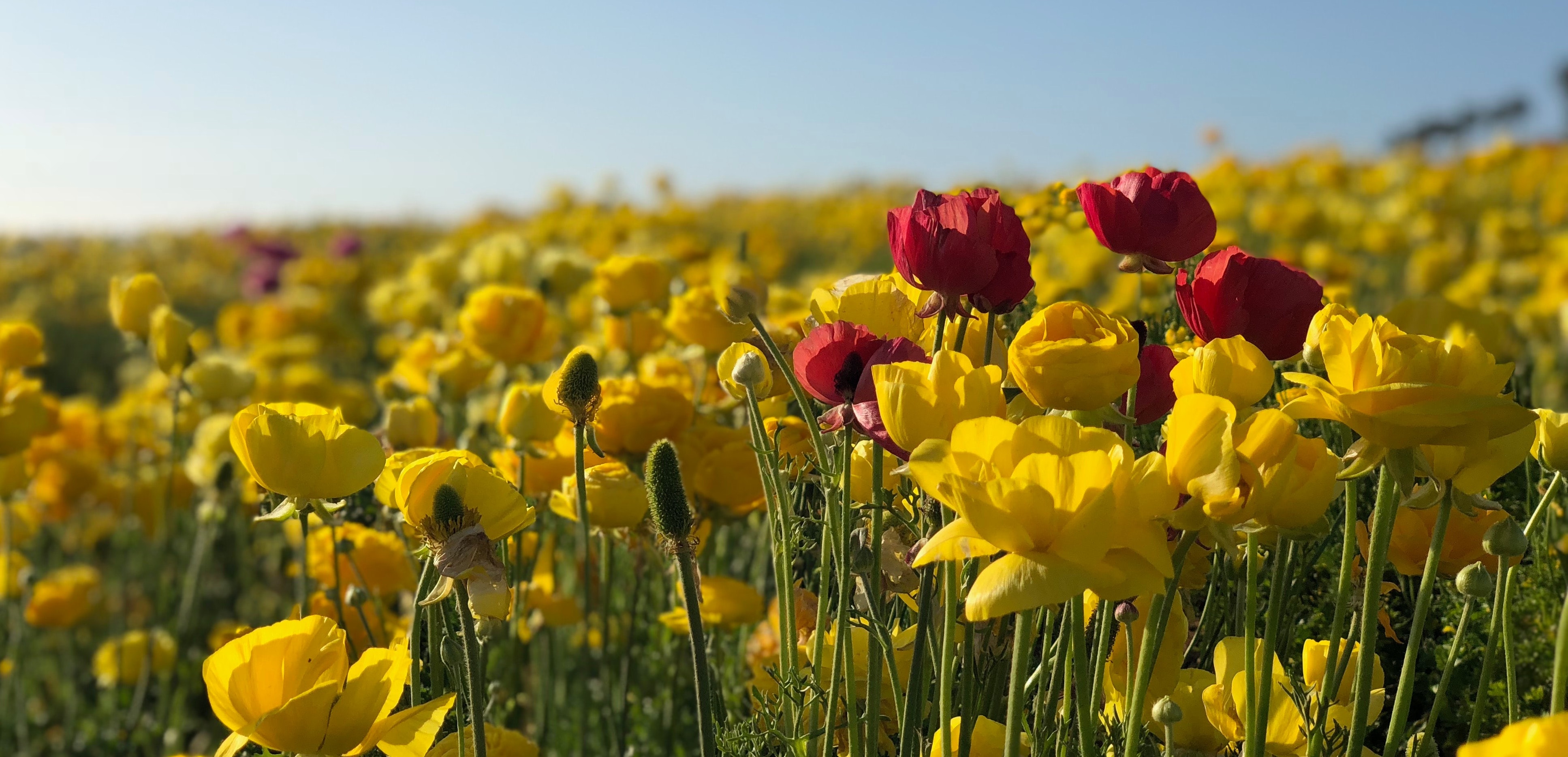 Six Advantages of Proving Your Differentiation