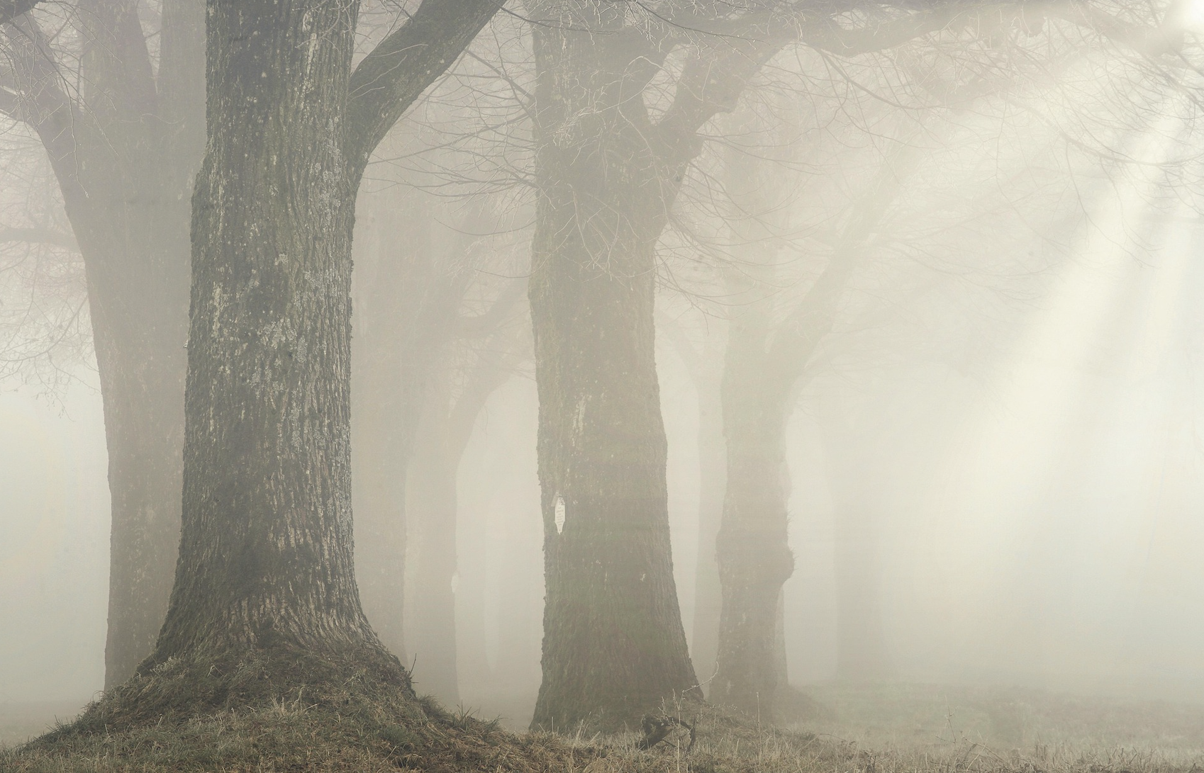Markets Hit a Fog Bank: Why the Fed’s Blind Spot Is Driving This Volatile Reset