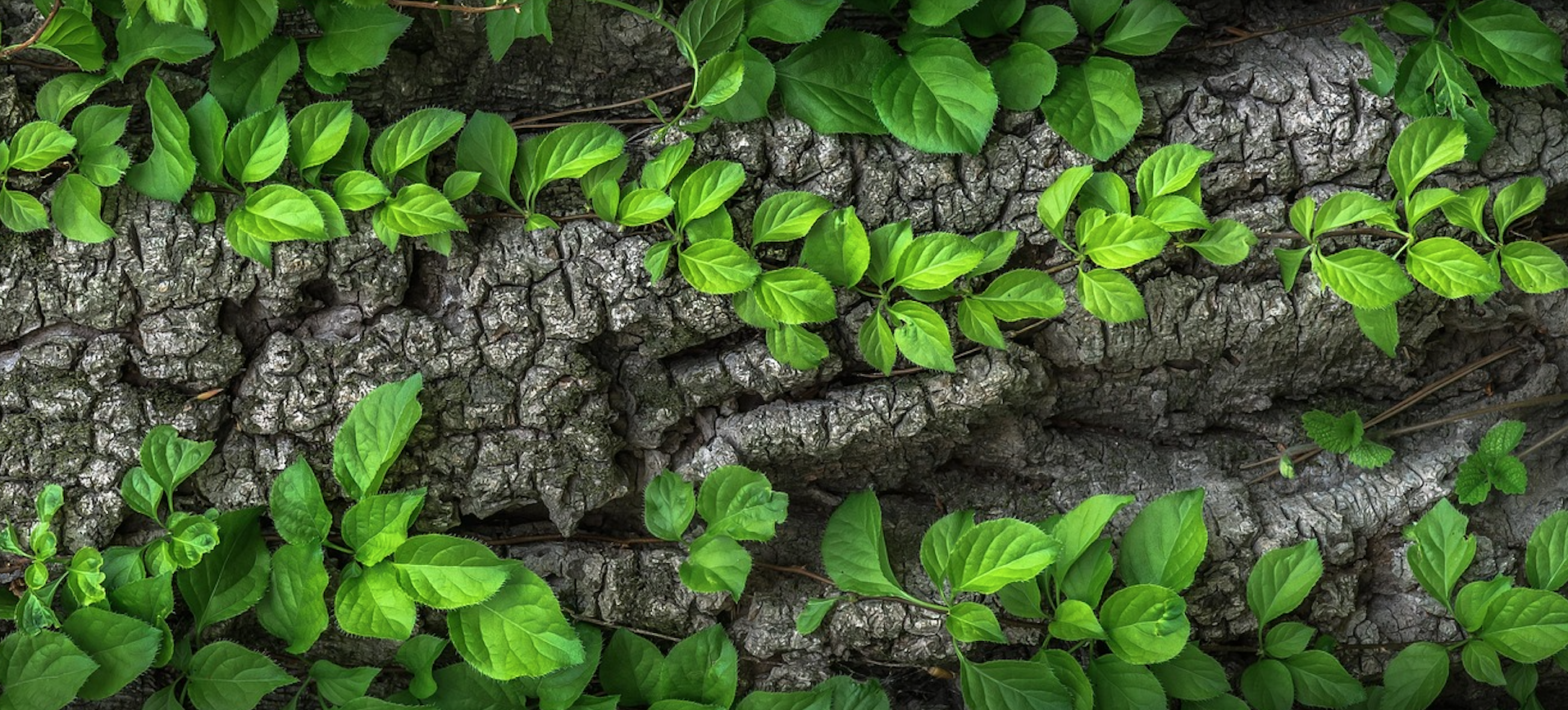 Organic Growth Is Back: What Will Separate Tomorrow’s Wealth Management Winners From the Rest
