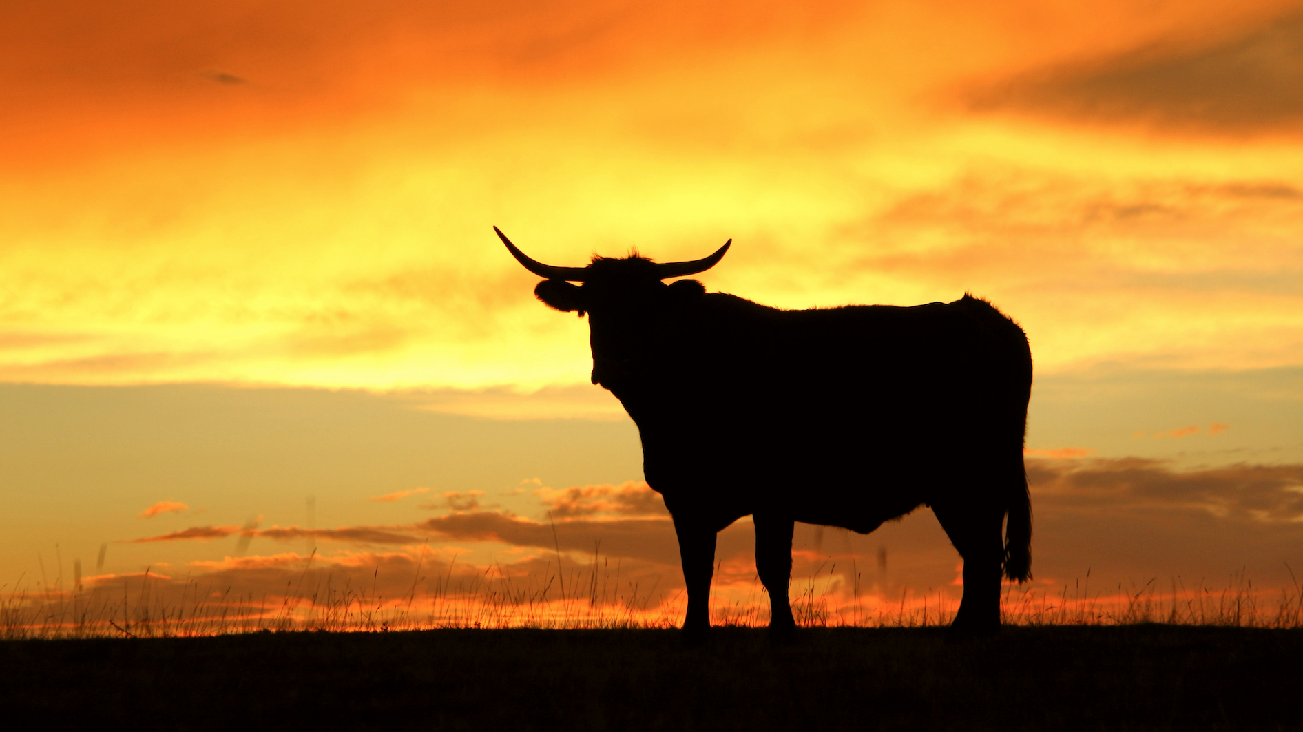The Bull Market Is Broadening in 2026 — Here’s How Investors Can Position Ahead of the Shift
