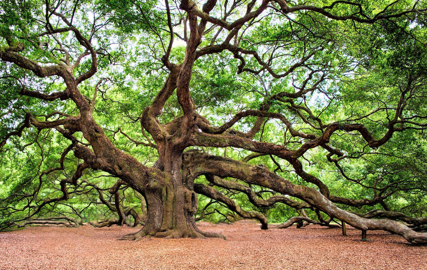 Why WisdomTree’s Portfolio Consultations Are a Game-Changer for Advisors