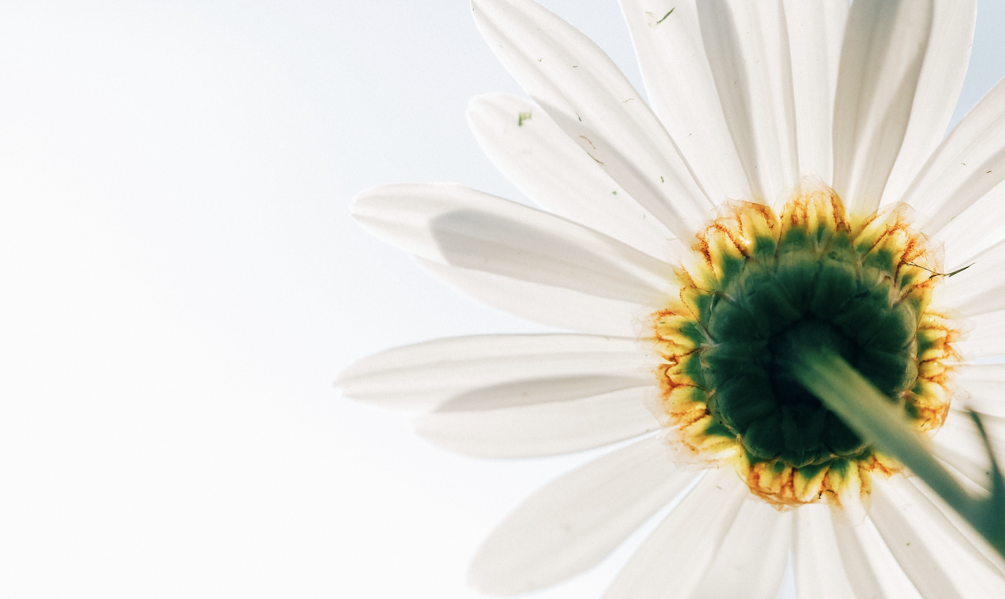 5 Proven Strategies for Professional Services Firms to Drive Organic Growth